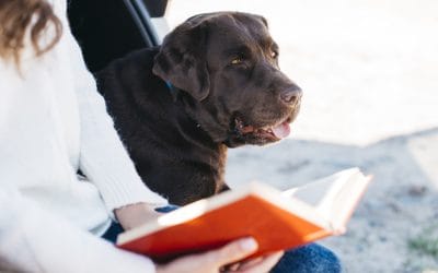 Jouw ideale lezer wacht op jou – Vind en bereik jouw ideale lezers deze feestdagen